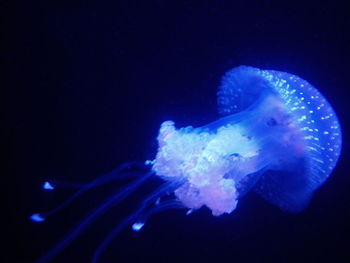 Close-up of jellyfish swimming in sea