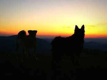 Horse on landscape against sky during sunset