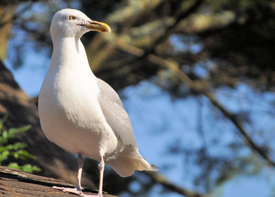 Low angle view of bird perching outdoors