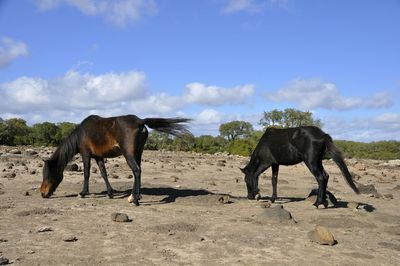 Horses on field against sky