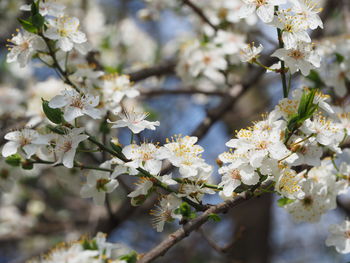 Close-up of white cherry blossom tree