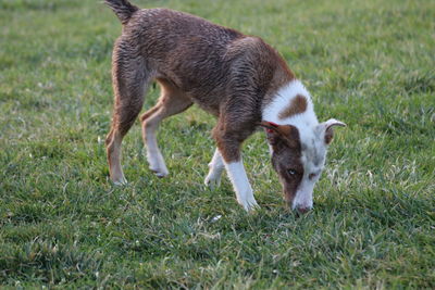 Full length of a dog on field