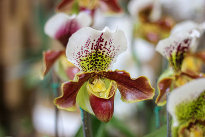 Close-up of orchids on plant