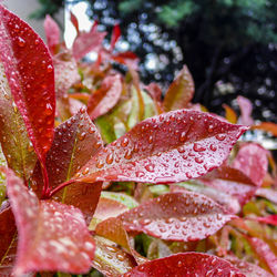 Close-up of red leaves