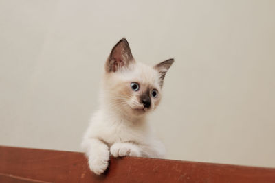 Portrait of white cat on wall