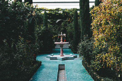 View of plants and trees in water