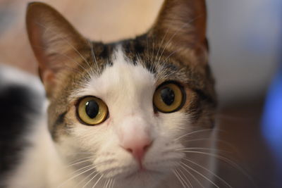 Close-up portrait of cat