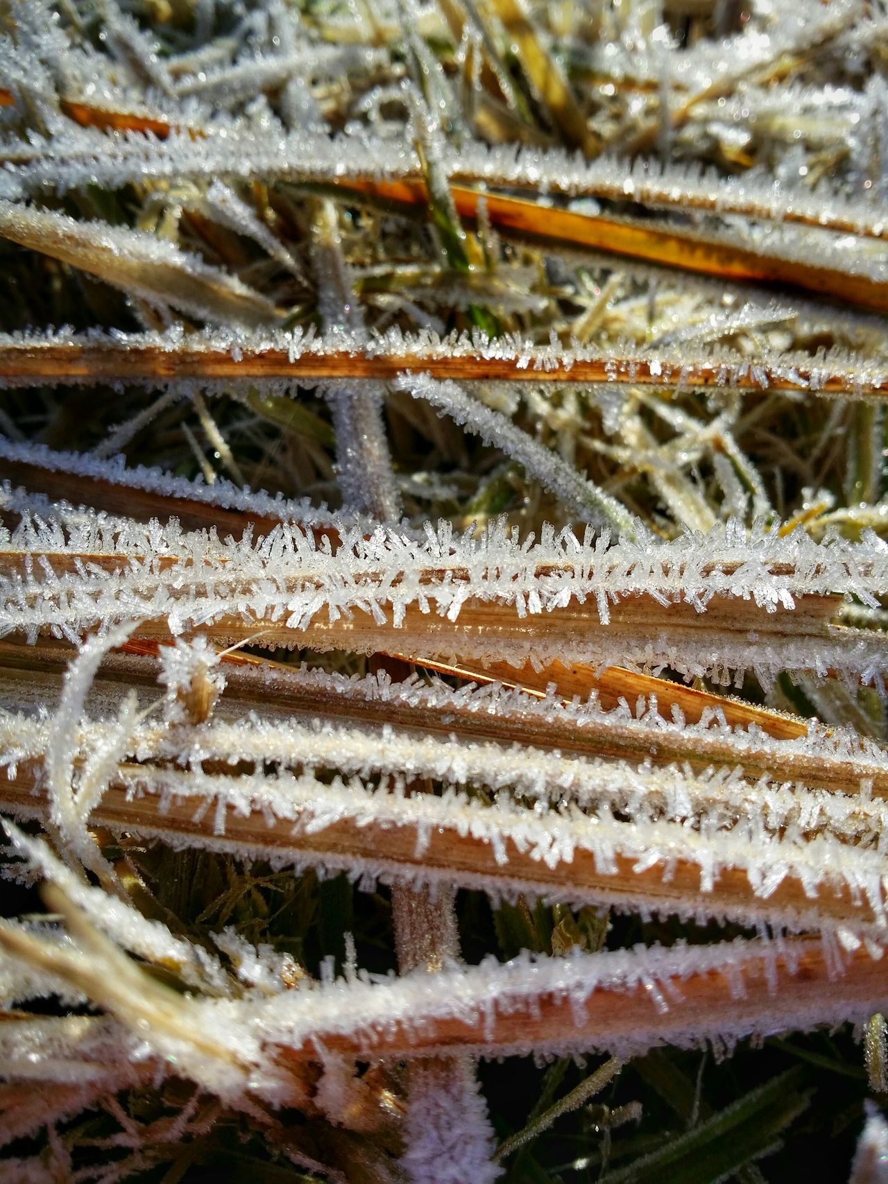 Frosted grass