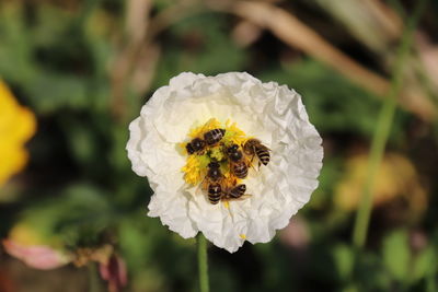 Close-up of bee pollinating on flower