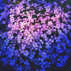 Full frame shot of flowers