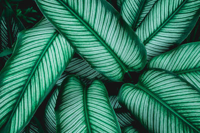 Full frame shot of palm leaves