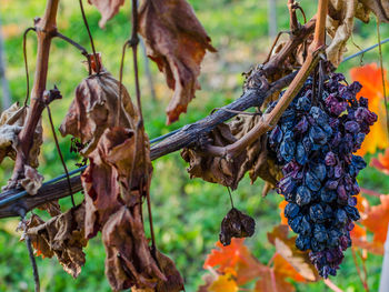 Close-up of dry grapes at vineyard