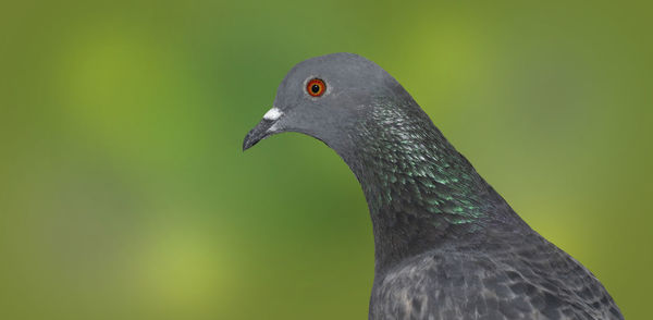 Close-up of a bird looking away