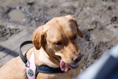 High angle view of dog sticking out tongue