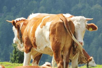 Close-up of cow standing outdoors