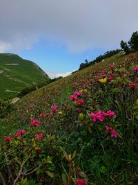 Pink flowering plants on land against sky