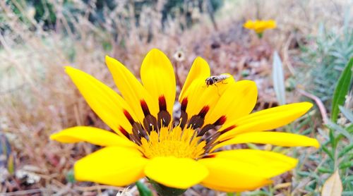 Close-up of honey bee on yellow flower