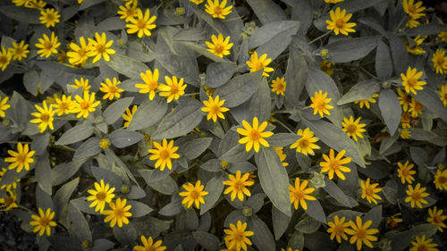 Close-up of yellow flowering plants