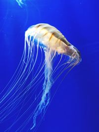 Close-up of jellyfish in sea