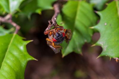 Close-up of insect on leaf