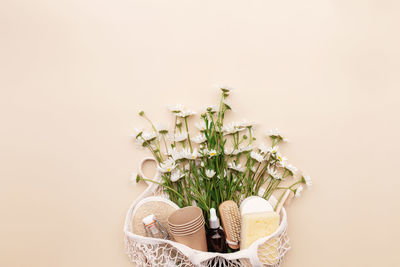 Close-up of plant against white background