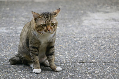 Portrait of a cat sitting on street