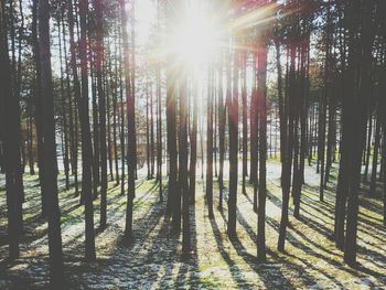 Sun shining through trees in forest