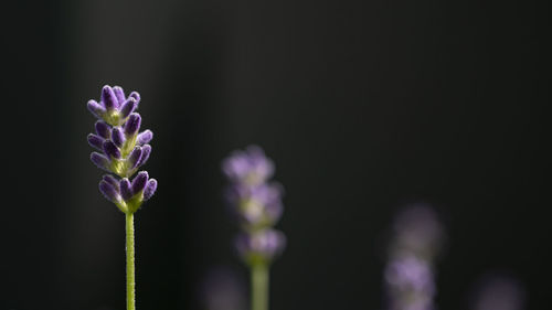 Close-up of purple flowering plant