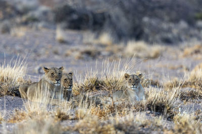 Three young desert lions are lying in the sand at sunset