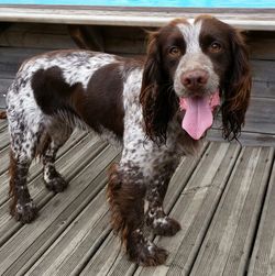 Portrait of dog standing on boardwalk