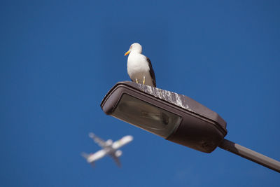 Low angle view of seagull perching against clear blue sky