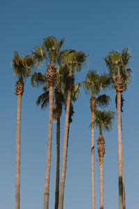 Low angle view of coconut palm trees against clear blue sky