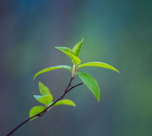 Fresh, green leaves of a bird cherry tree during spring.