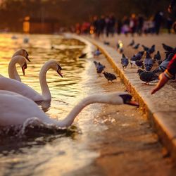 Close-up of birds in water