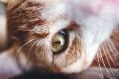 Close-up portrait of cat