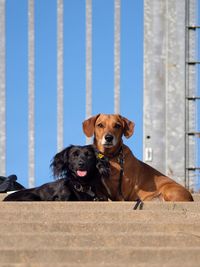 Portrait of a dog