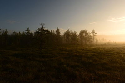 Trees on field against sky