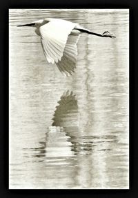 Close-up of bird in water