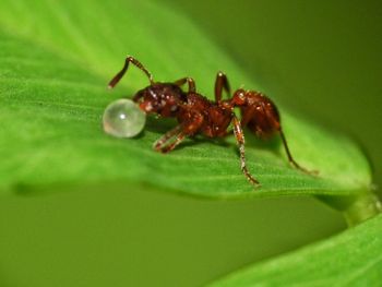 Close-up of ant on leaf