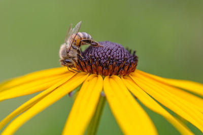 Close-up of honey bee on yellow flower