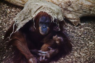 Portrait of a monkey