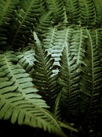 Close-up of fern leaves