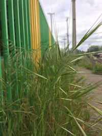 Close-up of fresh green grass