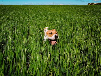 Dog amidst crops at farm