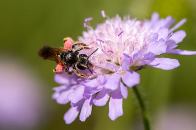 Close-up of bee pollinating on purple flower