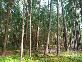 Trees growing in forest