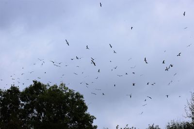 Low angle view of birds flying in sky