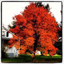 Trees in park during autumn