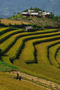 Beautiful paddy field landscape