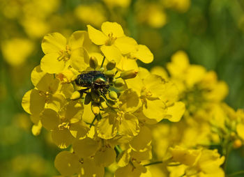 Close-up of bug on oilseed rape flowers blooming outdoors